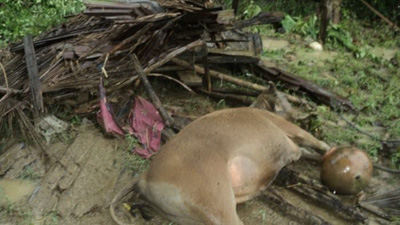  Puluhan Sapi di Kuansing Mati Mendadak, Ternyata Ini Penyebabnya